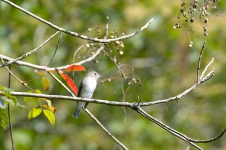 福山のコサメビタキ その2
