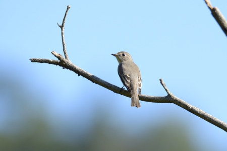 福山のコサメビタキ その3リ
