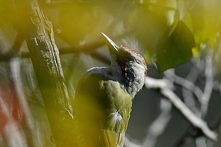 アオゲラ ♂ のアップ