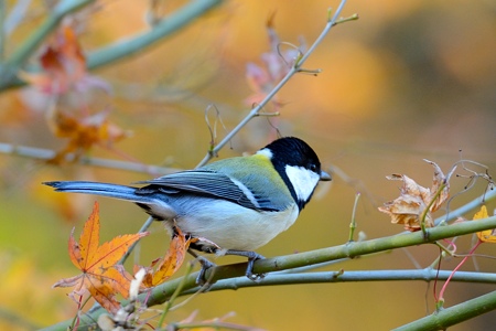 公園のシジュウカラ 3