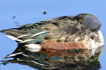ハシビロガモ ♂ のアップ