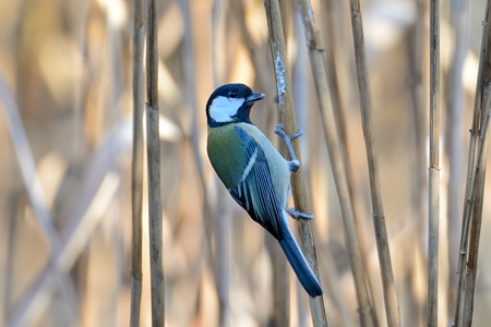 公園のシジュウカラ 1