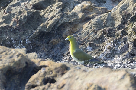 海辺のアオバト ♀