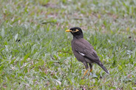 タイのインドハッカ ♂ 1