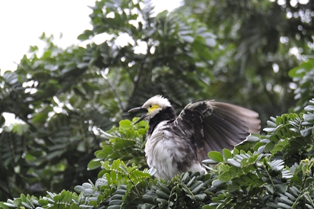 クビワムクドリ 1