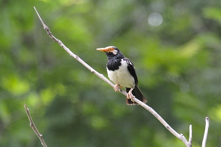 ホオジロムクドリ