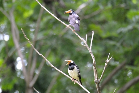 ホオジロムクドリ ペア ? 