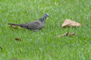 バンコクのカノコバト タイ国バンコク・ルンピニー公園にて