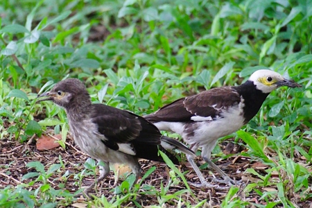 クビワムクドリと幼鳥 2