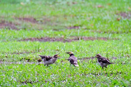 クビワムクドリと幼鳥 1