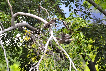クビワムクドリ 飛び立ち