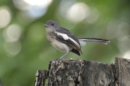 シキチョウ 幼鳥