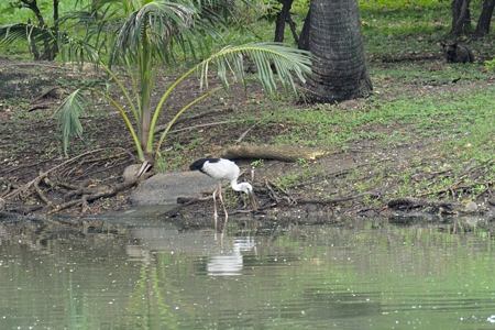 シロスキハシコウ 2