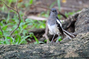 シキチョウ ♀