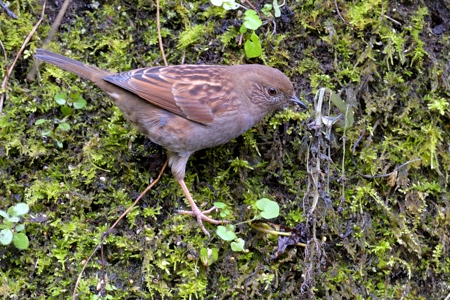 神奈川のカヤクグリ 冬 1