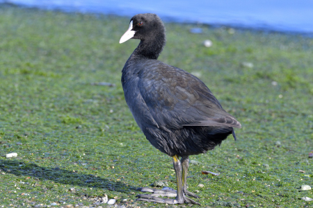 オオバン 陸の上
