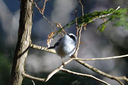 冬山のエナガ 1