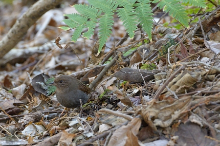 神奈川のカヤクグリ 冬 2