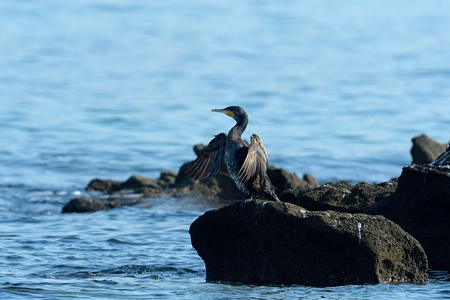 海のカワウ 若