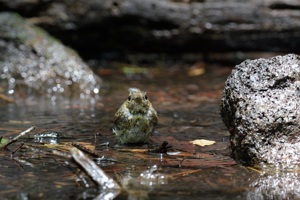 キビタキ幼鳥の水浴び その2　富士山周辺にて