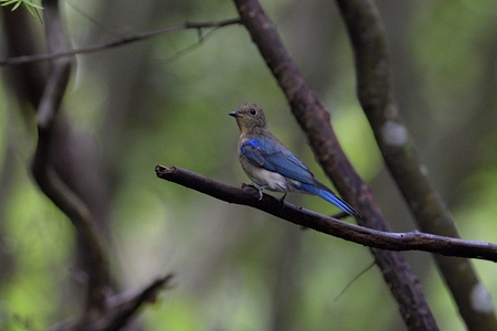 山梨のオオルリ 若