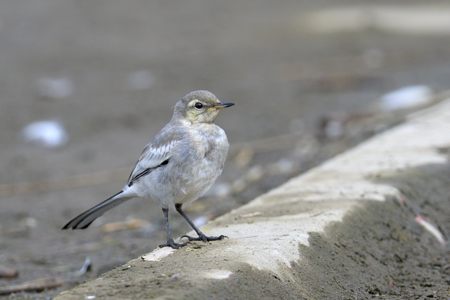 ハクセキレイ 若鳥