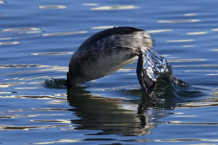 ハジロカイツブリ 冬羽 潜水
