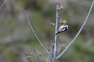 アカゲラ ♀