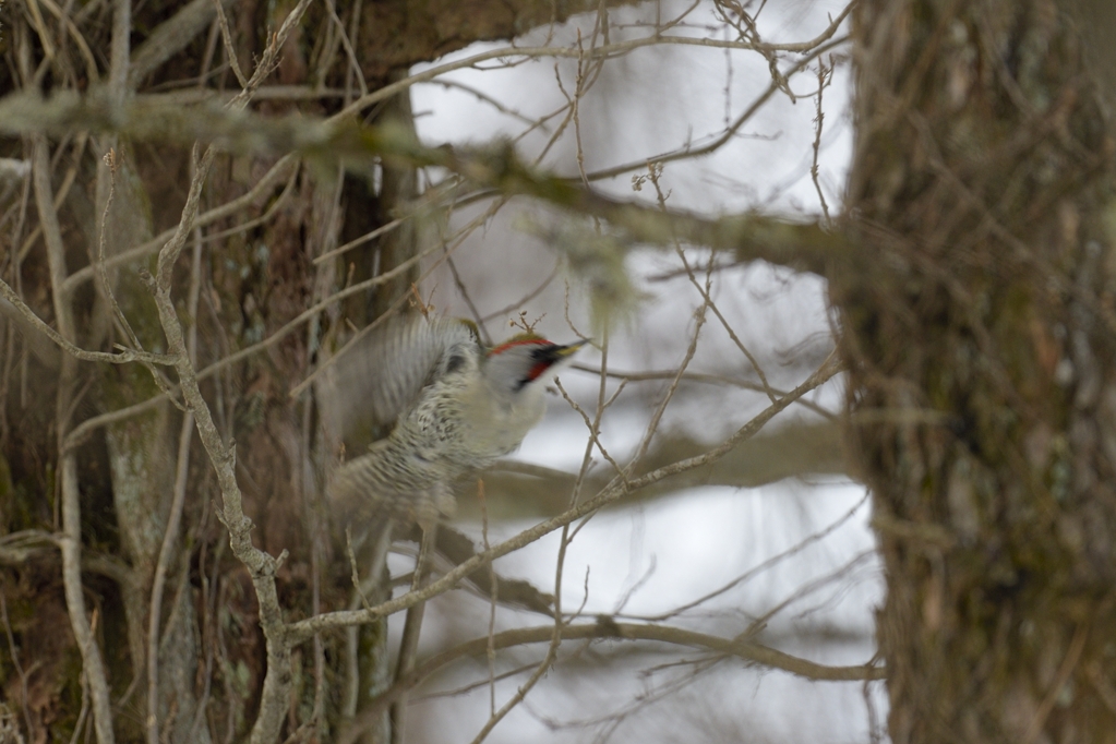 アオゲラ ♂ 飛翔