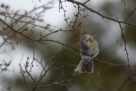 ヒヨドリと赤い実