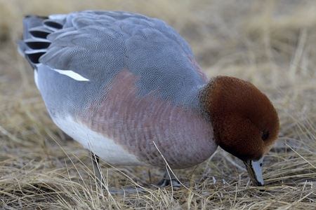 陸の上のヒドリガモ ♂ その2