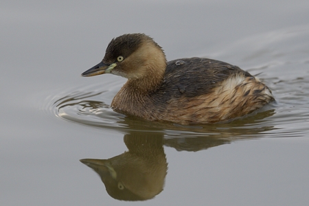 長野のカンムリカイツブリ 冬羽