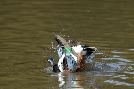 ハシビロガモ ♂ 水浴び