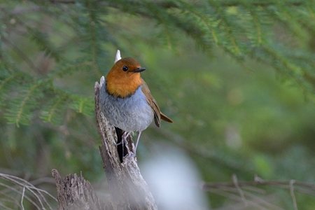 長野のコマドリ 1