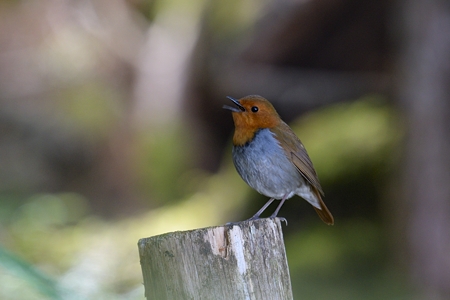 長野のコマドリ 2