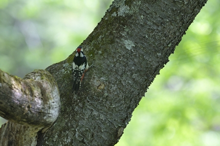 アカゲラ ♂ 初夏