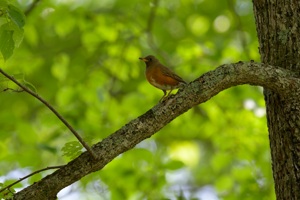 木の上のアカハラ 戸隠森林公園周辺にて