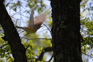 アカハラの飛翔 戸隠森林公園周辺にて