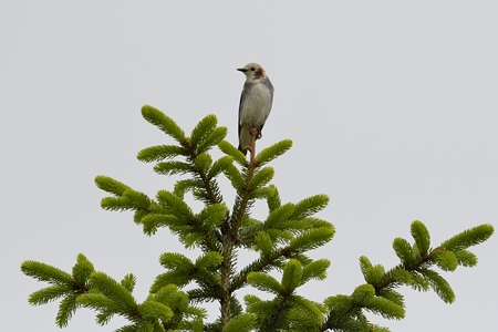 コムクドリ ♂ 3