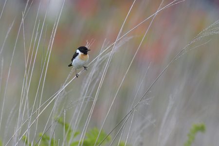 高原のノビタキ ♂ 1 レンゲツツジをバックに