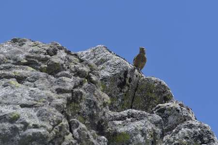イワヒバリ 若鳥