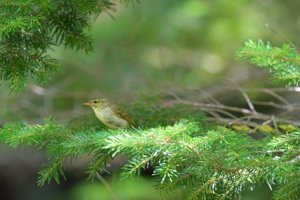 メ八ヶ岳のボソムシクイ