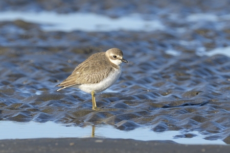 メダイチドリ 冬羽 1