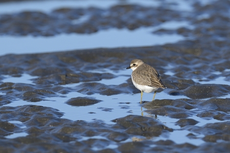 メダイチドリ 冬羽 2