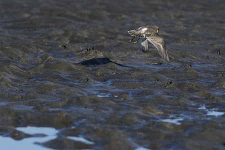 メダイチドリ 冬羽 飛翔
