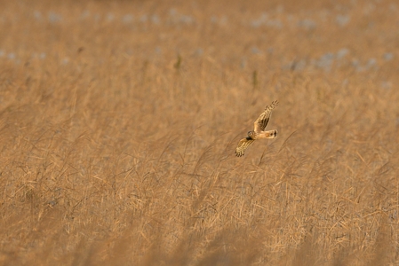 ハイイロチュウヒ ♀ の飛翔 1
