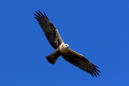 チュウヒ 若鳥の飛翔