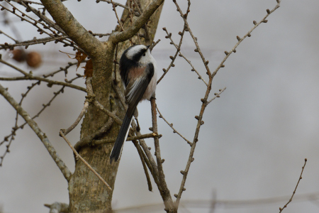 冬山のエナガ 2