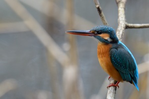 横浜のカワセミ 緑区の公園にて