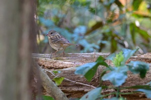 クロジ♀ 横浜市緑区の里山公園にて